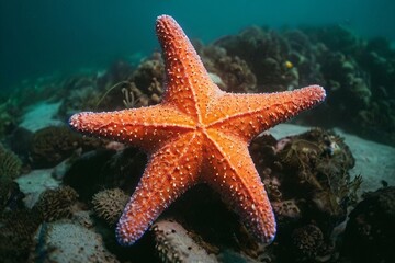 Starfish in modern analog photography style