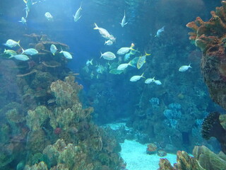 Fototapeta premium coral reef and diver