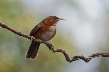 Scimiter Babbler
