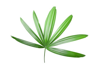 Lady Palm Leaves