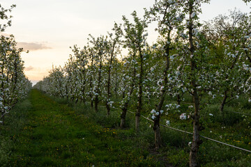apple trees in the spring in the orchard, young apple trees on a plantation in the countryside