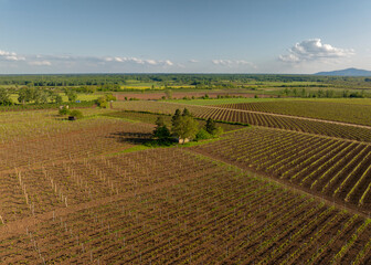 Fototapeta premium Spectacular aerial view of rows of grapes in Tokaj area, Hungary and one of the major wine regions of the country.