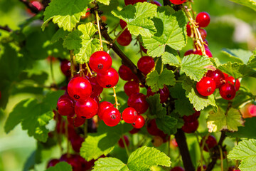 Red currant berries grow in sunny garden. Red currants plantation in summer field. Red currant berries in sunny garden