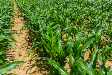 Young corn plants growing on the field on a sunny day. Selective focus