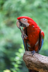 Close up head the red macaw parrot bird in garden