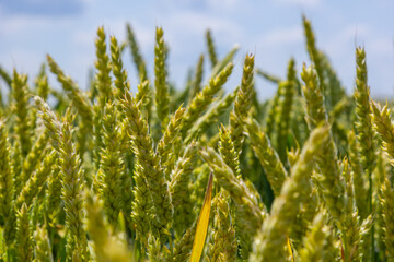 Wheat meadow. Ripe Gold Barley field in summer. Nature organic Yellow rye plant Growing to harvest. World global food with sunset in farm land autumn scene background. Happy Agricultural countryside