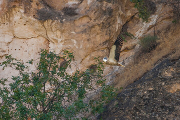 Egyptian Vulture (Neophron percnopterus) usually build their nests on the rocks and live in colonies. They have a colony in Hasankeyf, Turkey.