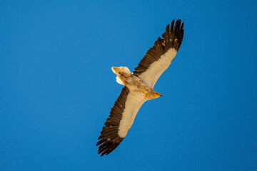 Egyptian Vulture (Neophron percnopterus) usually build their nests on the rocks and live in colonies. They have a colony in Hasankeyf, Turkey.