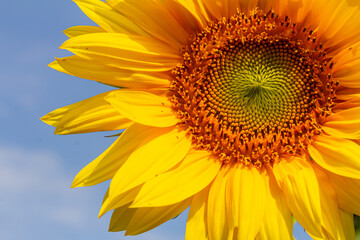 Naklejka premium Sunflower with blue sky background