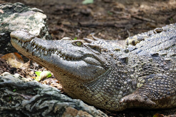 Obraz premium Close up crocodile is action show head in garden