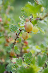 The gooseberry shrub with Red berries getting ripe in the sun