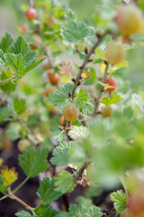 Obraz premium The gooseberry shrub with Red berries getting ripe in the sun