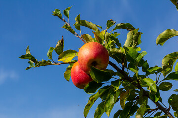 Harvesting. Closeup of ripe sweet apples on tree branches in green foliage of summer orchard