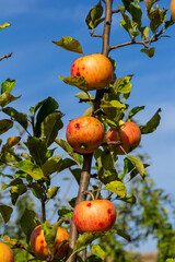 Ripe apples on the tree