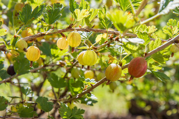 The gooseberry shrub with Red berries getting ripe in the sun