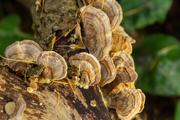 Trametes versicolor, also known as Polyporus versicolor, is a common polypore mushroom found throughout the world and also a well-known traditional medicinal mushroom growing on tree trunks