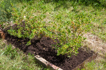 The gooseberry shrub with Red berries getting ripe in the sun