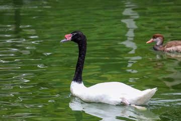 The black neck and White goose in river