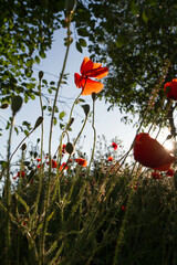 Poppy flowers blooming , seen at sunset