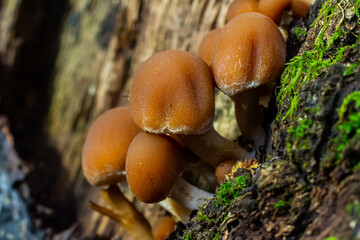 Psathyrella piluliformis Common Stump Brittlestem mushroom reddish-brown mushroom that grows steeply in groups, natural light