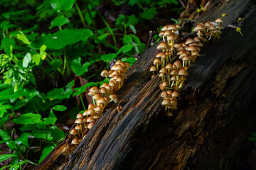 inedible fungus grows in forests, Central Europe, Mycena renati