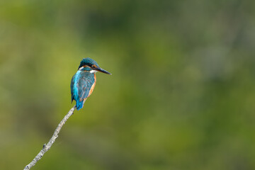 The common kingfisher (Alcedo atthis), also known as the Eurasian kingfisher and river kingfisher