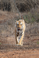 The Bengal tiger from Indian forests