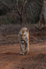 The Bengal tiger from Indian forests