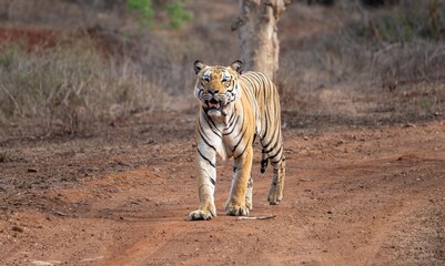 The Bengal tiger from Indian forests