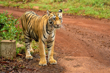The Bengal tiger from Indian forests