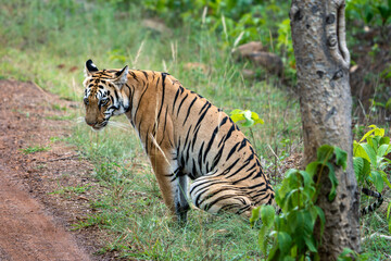 The Bengal tiger from Indian forests