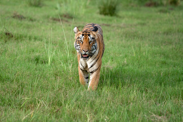 The Bengal tiger from Indian forests