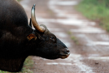 The gaur (Bos gaurus) is a bovine native to South Asia and Southeast Asia.