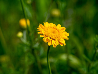 Closeup photo of yellow chamomile or Golden marguerite, Anthemis tinctoria flower. Cota tinctoria  in a meadow. Beautiful flower with bright yellow inflorescences