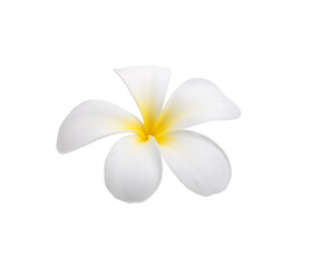 frangipani flower isolated transparent png