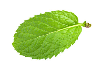 mint leafs isolated on transparent png