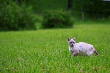 Fototapeta premium goat on the meadow