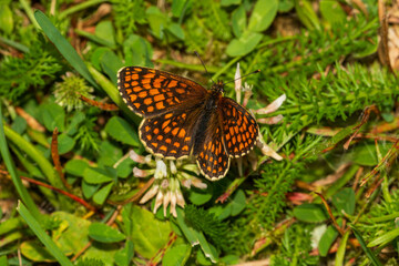 butterfly on flower