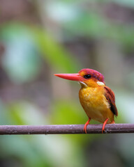 Udang Punggung-merah (Rufous backed Kingfisher) 
