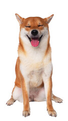 Smiling Shiba Inu with Eyes Closed sitting comfortably against a clean white background