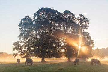 Cows in field, sunrise, Usk Valley, South Wales, UK