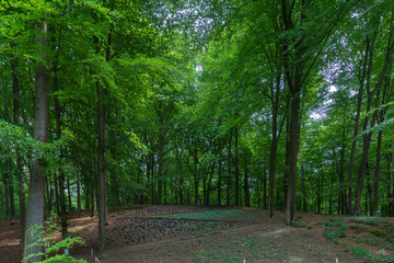 Mariendal, the Green box bed and forest near Oosterbeek, Gelderland, the Netherlands