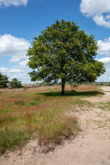 Obraz premium heath sand drift on the Rozendaalseveld near Arnhem and Velp 