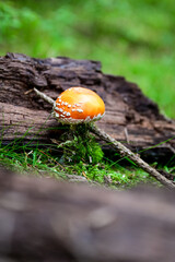 Emperor mushroom (Amanita caesarea), also known as the orange-yellow mushroom or fly agaric (Amanita muscaria)