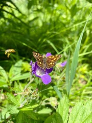 Farfalla su un fiore e ape