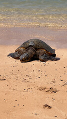 turtle on the beach