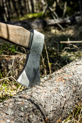Axt in einem gefällten Baumstamm im Wald