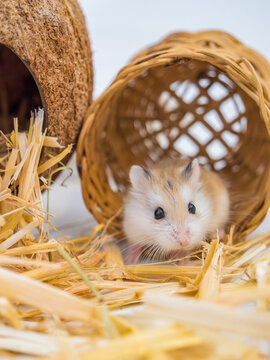 Roborovski hamster, Phodopus roborovskii, desert hamster, Robo dwarf hamster - the smallesthamster in the genus Phodopus. Small rodent, desert inhabitant of Central Asia.