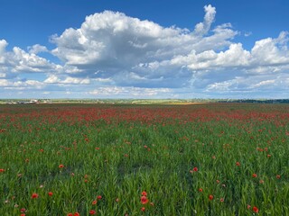 field of poppies