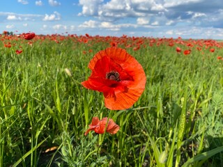 red poppy in the field
